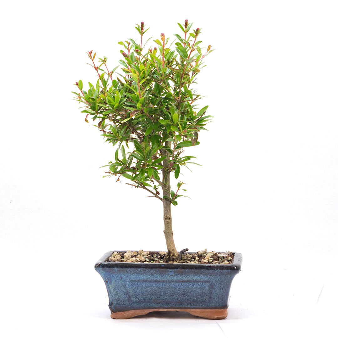 Granatapfel 'Punica granatum'